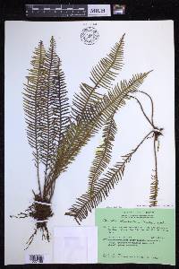 Prosaptia whartoniana image