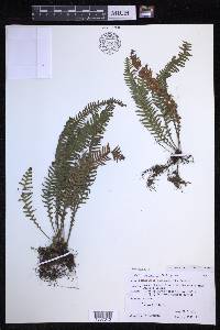 Prosaptia obliquata image