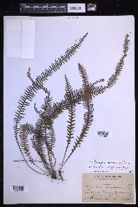 Prosaptia contigua image