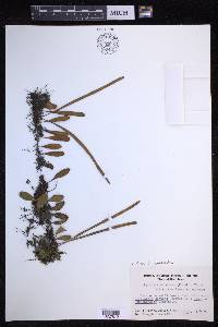 Pyrrosia lanceolata image