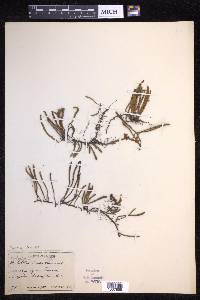 Pyrrosia linearifolia image