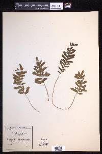 Polypodium vulgare image