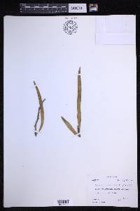 Pyrrosia lanceolata image