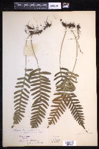 Polypodium vulgare image