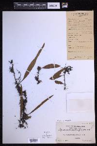 Pyrrosia lanceolata image