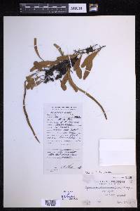 Pyrrosia lanceolata image