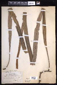 Pyrrosia longifolia image