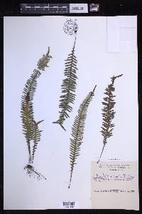 Prosaptia obliquata image