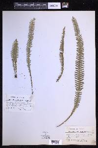 Prosaptia subnuda image