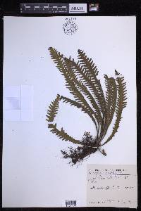 Prosaptia alata image