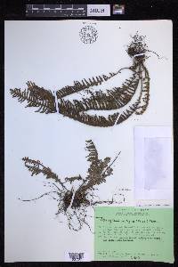 Prosaptia contigua image