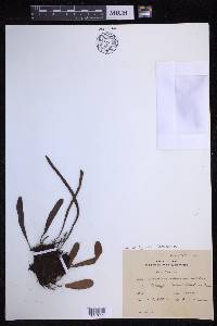 Pyrrosia lanceolata image
