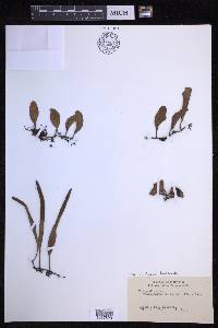 Pyrrosia lanceolata image