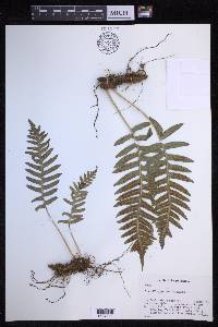 Polypodium vulgare image