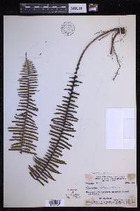 Prosaptia celebica image