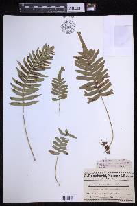 Polypodium vulgare image