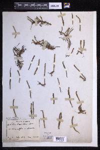 Pyrrosia linearifolia image