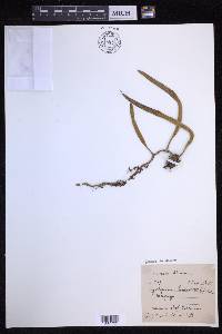 Pyrrosia lanceolata image