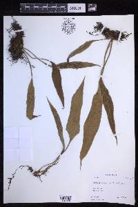 Pyrrosia flocculosa image
