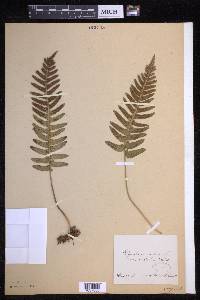 Polypodium vulgare image