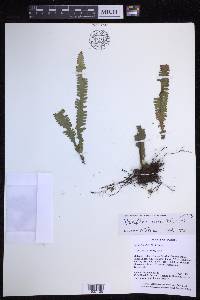 Prosaptia alata image