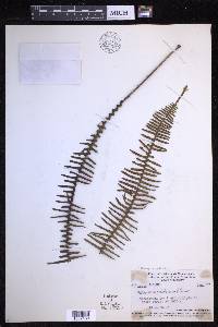 Prosaptia celebica image