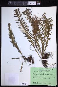 Prosaptia obliquata image