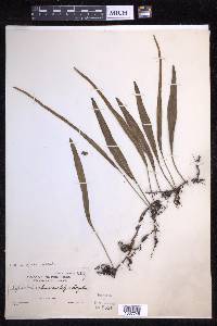 Pyrrosia lanceolata image