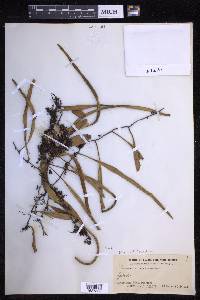 Pyrrosia lanceolata image