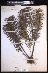 Prosaptia celebica image
