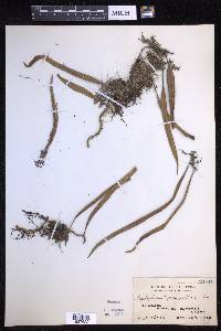 Pyrrosia lanceolata image