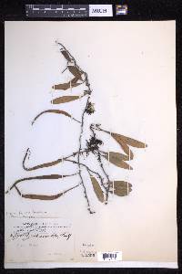 Pyrrosia lanceolata image