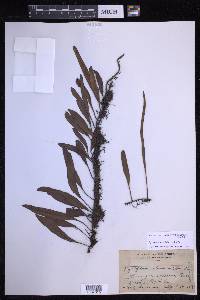 Pyrrosia lanceolata image