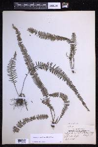 Prosaptia venulosa image