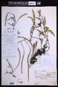 Pyrrosia lanceolata image