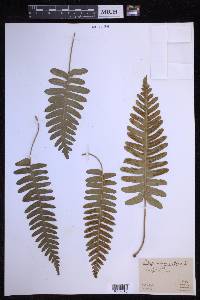 Polypodium vulgare image