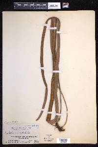 Pyrrosia longifolia image