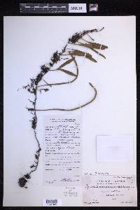 Pyrrosia lanceolata image