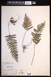 Polypodium vulgare image