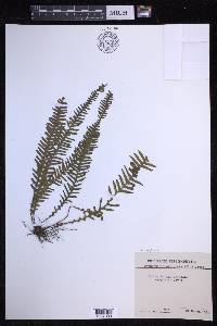 Prosaptia obliquata image