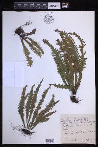 Prosaptia alata image