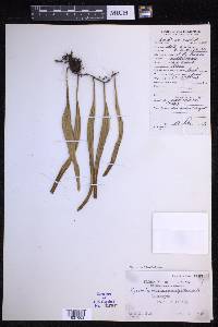 Pyrrosia lanceolata image