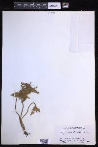 Pyrrosia hastata image