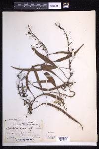 Pyrrosia lanceolata image
