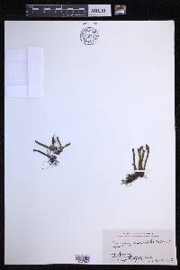 Pyrrosia linearifolia image
