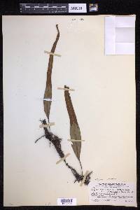 Pyrrosia lanceolata image