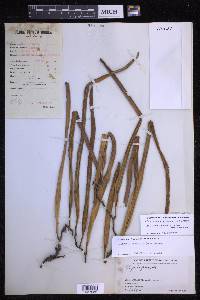 Pyrrosia longifolia image