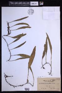 Pyrrosia lanceolata image