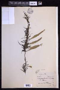 Pyrrosia lanceolata image