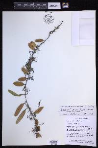Pyrrosia lanceolata image